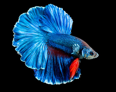 焖鱼closeupe 暹罗斗鱼照片