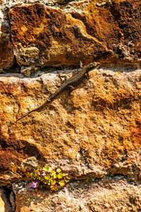 法国老修道院墙上的蜥蜴图片