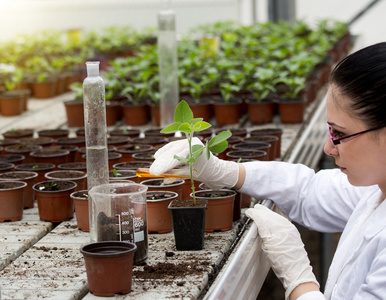 生物学家把液体倒进花盆与新芽图片