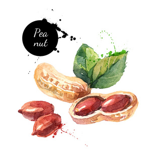 手绘花生制品卡.