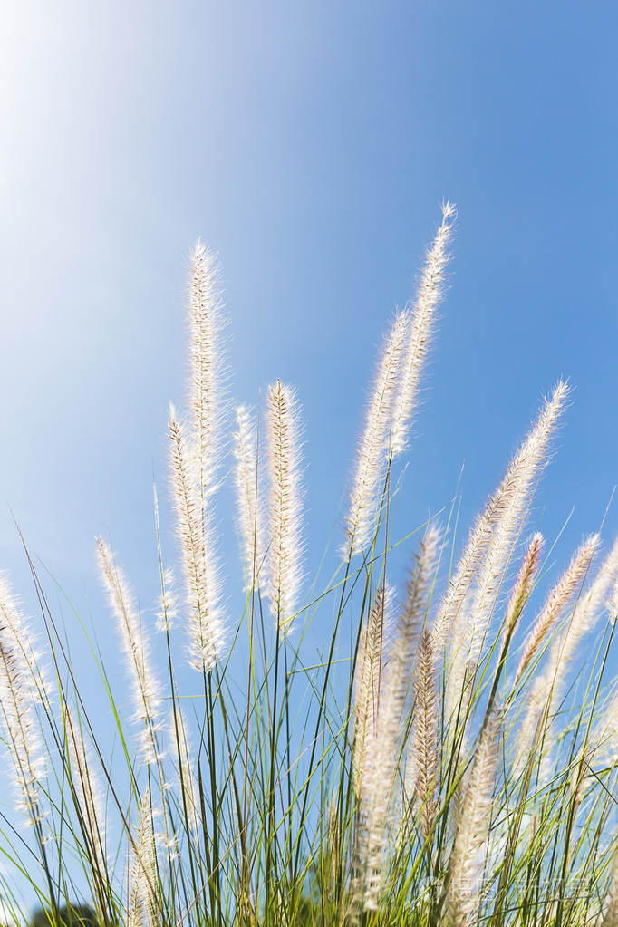 白茅草地上蓝蓝的天空背景