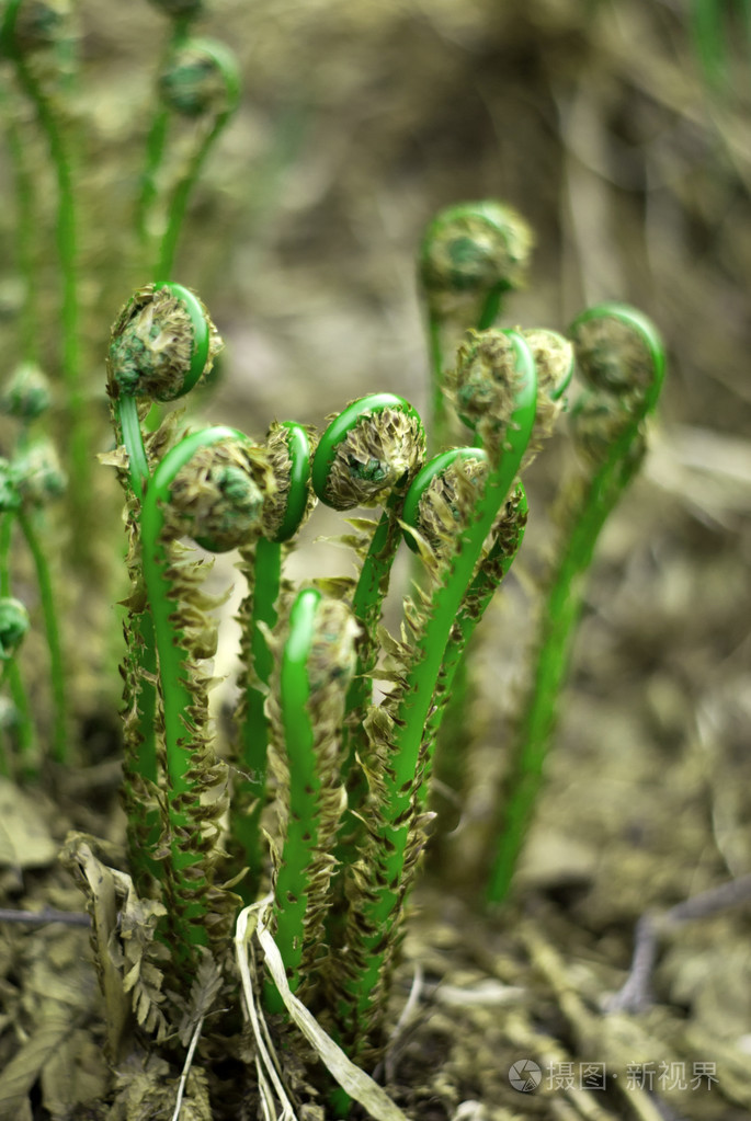 幼苗蕨类植物
