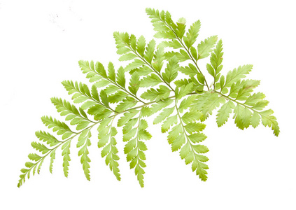 孤立的蕨类植物图片-孤立的蕨类植物素材-孤立的蕨类植物插画-摄图新