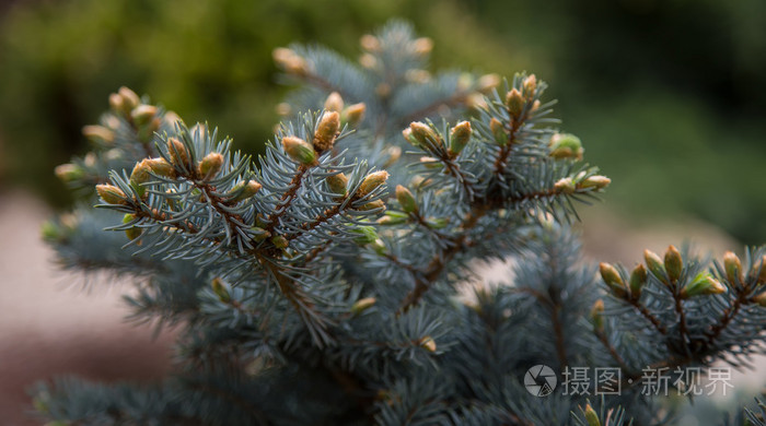 毛树或松树绿多刺枝