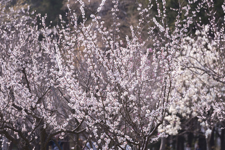 美丽绽放的樱桃树图片