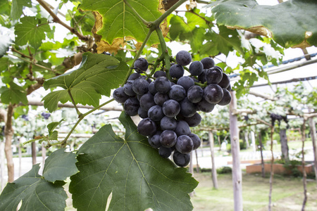 紫色葡萄图片大全