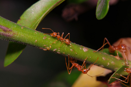 在绿色的叶子和树上的小蚂蚁图片