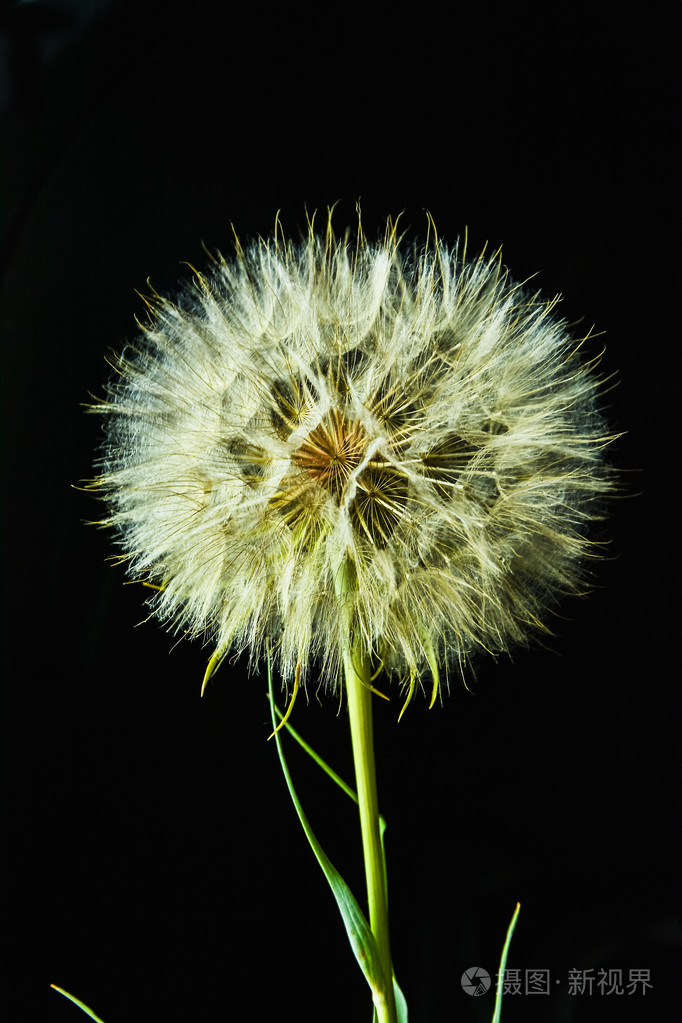 一个非常大的蒲公英