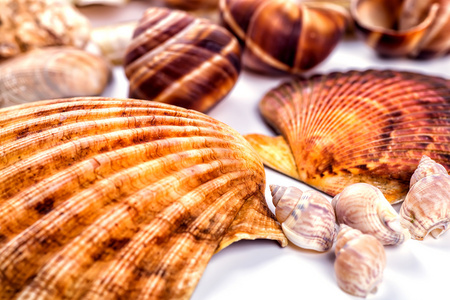 白色长贝壳图片