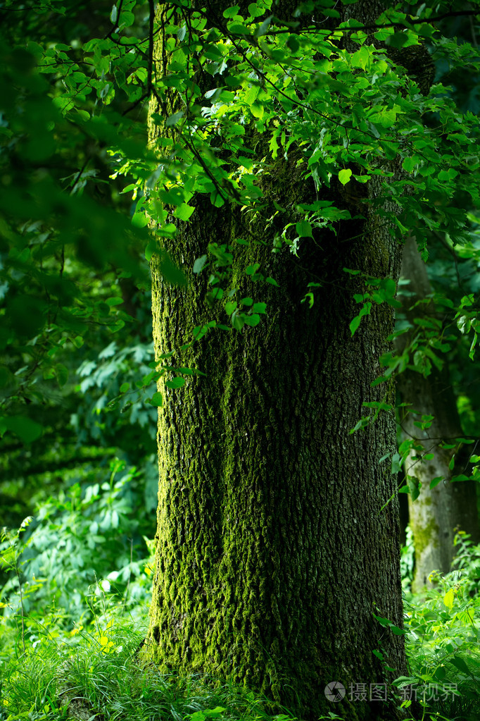 绿色森林的大树