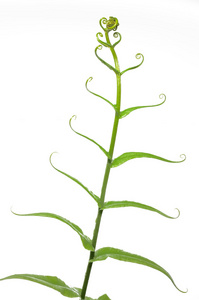 绿色蕨菜图片-绿色蕨菜素材-绿色蕨菜插画-摄图新视界