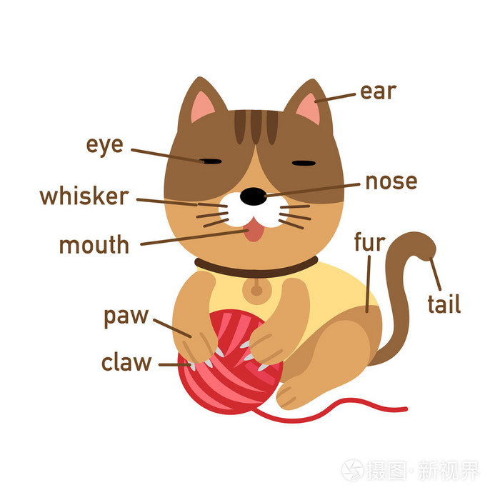 猫的身体词汇部分的插图