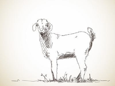 手绘山羊图片