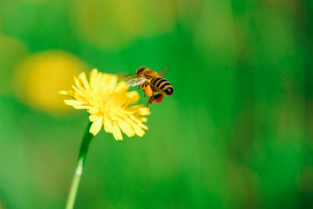 蜜蜂采蜜的图片真图图片
