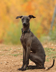 小意大利灵缇犬和性质养狗一群猫狗拉布拉多猎犬小狗睡觉狗跳-牧羊