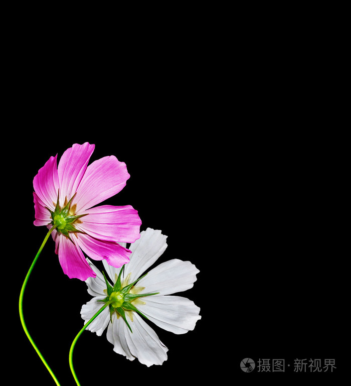 孤立在黑色背景上的波斯菊花海