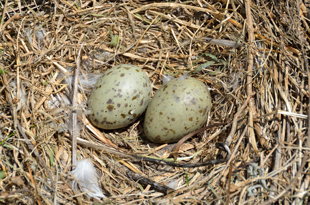 蛋格在古鲁格尔马岛上产下黑尾海鸥的蛋.