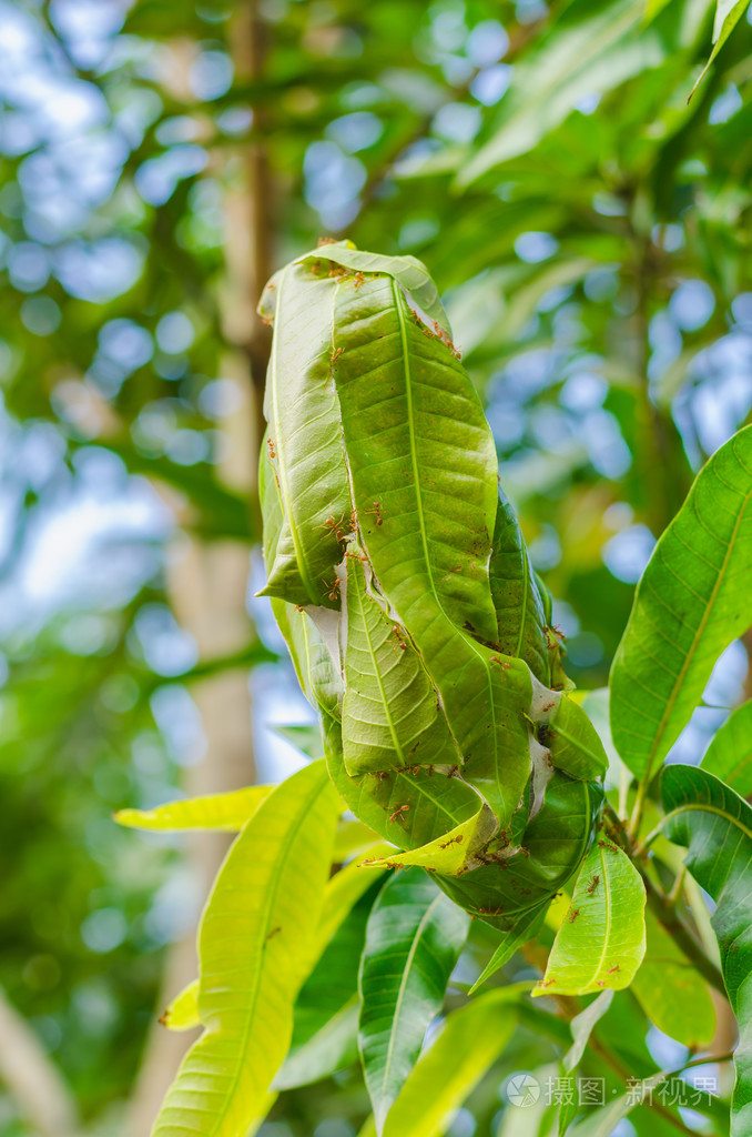 树枝上的红蚂蚁巢选择性聚焦
