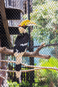 犀鸟在动物园的笼子里的树枝上图片