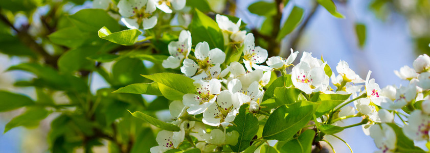 千树万树梨花开图片