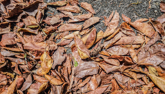 一个被遗弃的黑人墓地水泥地板上的干树叶地上死蜈蚣或千足虫的图像