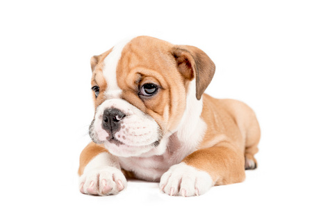 体育斗牛犬图片-体育斗牛犬素材-体育斗牛犬插画-摄图新视界