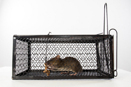 一只关在笼子里的老鼠照片