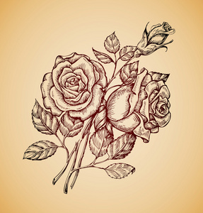 手复古素描画的花玫瑰矢量图照片