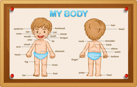 小男孩身体图片