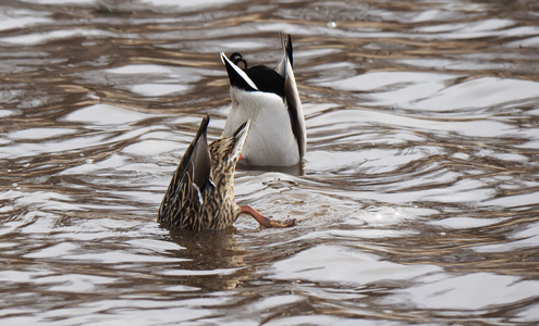 抖音倒鸭子文字特效图片