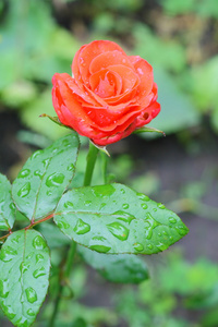 玫瑰花园里的一个分支在雨中图片