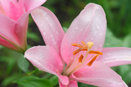 粉红色百合花与露水滴宏图片