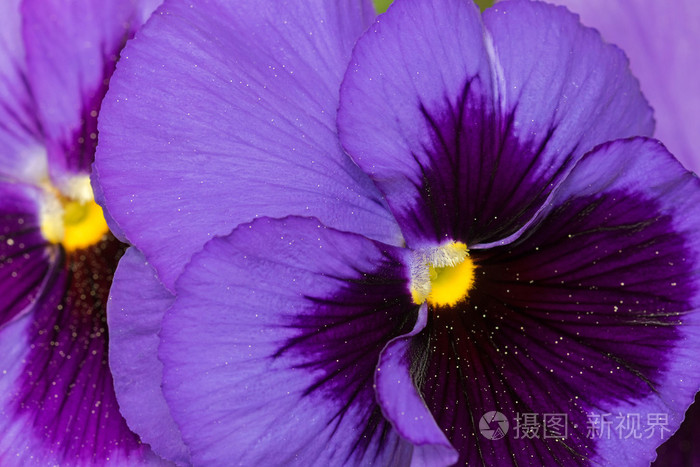 三色堇花在暗紫色紫色的花瓣黄色中间