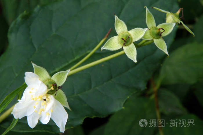 梅花花和豆荚