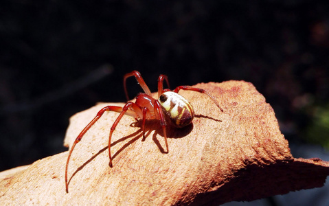 澳大利亚叶卷曲蜘蛛图片