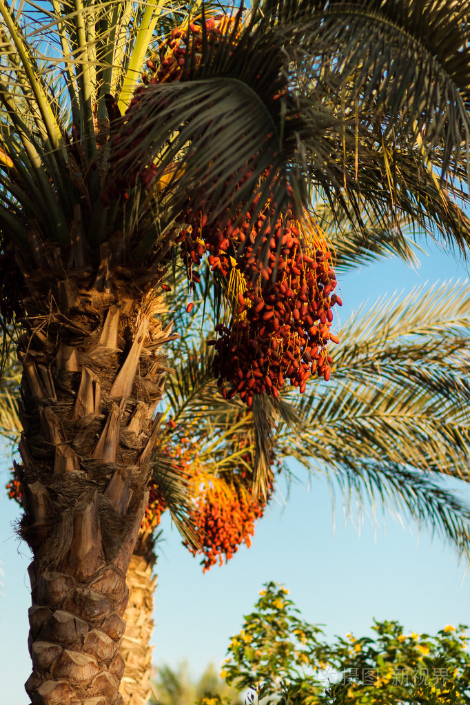 有红色日期的椰枣树