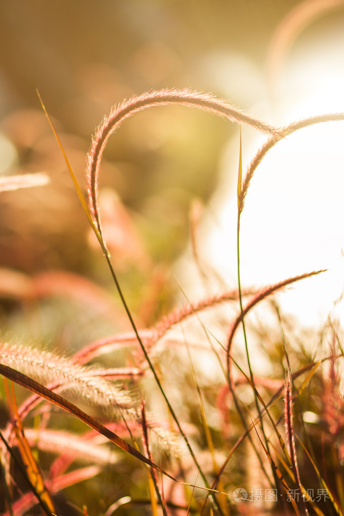 长满绿草与阳光火光在日落的抽象背景
