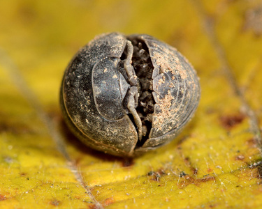 鼠妇 depressum 潮虫蜷缩在球照片