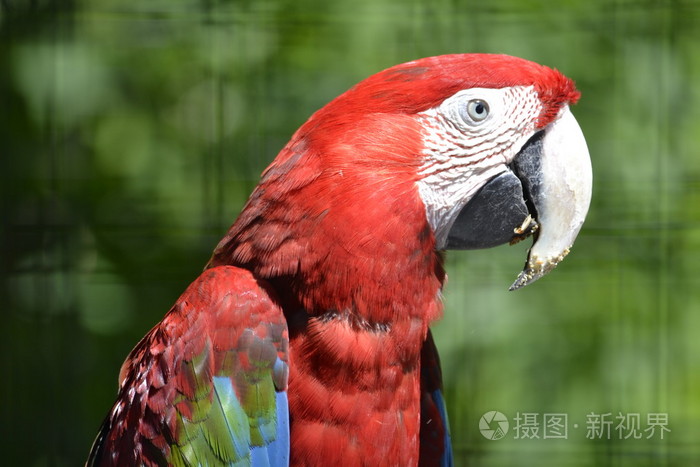 鹦鹉色泽红亮特写食物弄脏的嘴