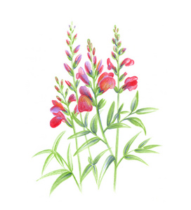 美丽的金鱼草的花照片