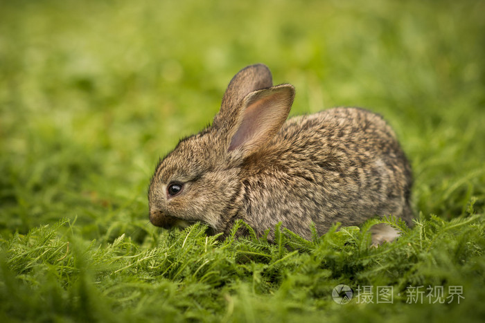 在绿色草地上的小兔子