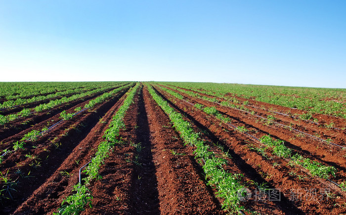 在葡萄牙南部的番茄田照片-正版商用图片1ofa5f-摄图新视界