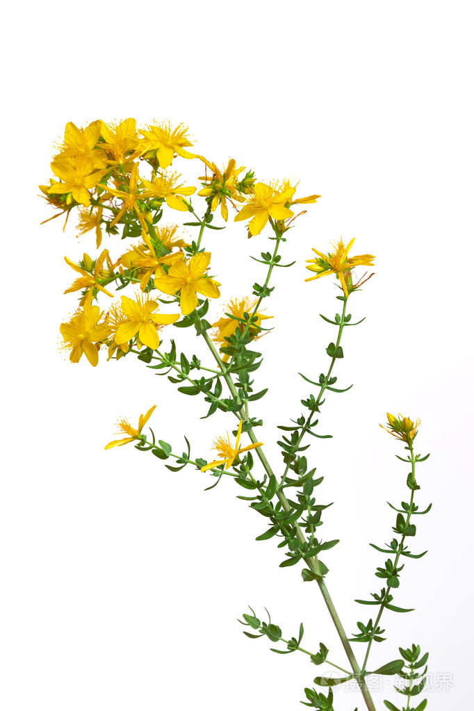 药用植物贯叶连翘