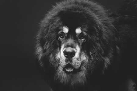 美丽的大藏獒狗图片