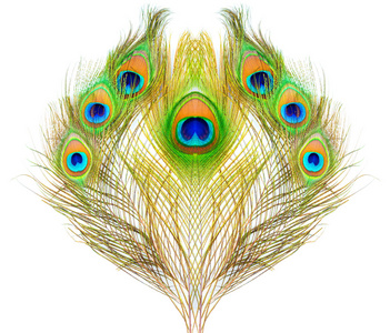 孔雀花纹图片