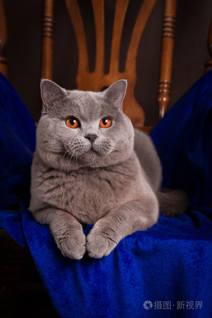 纯种英国短毛猫在椅子上