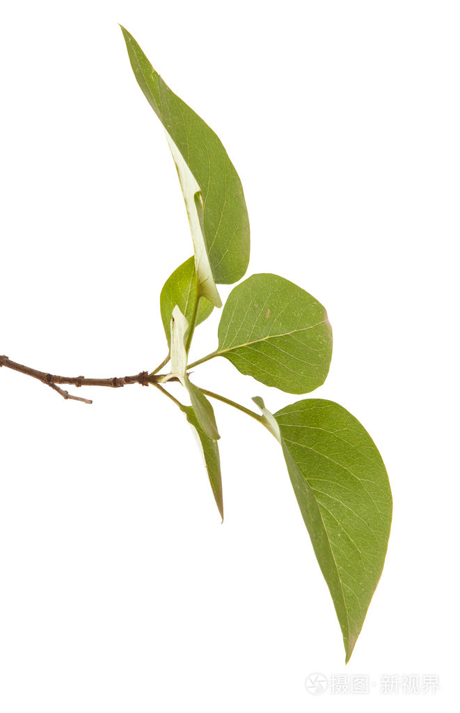 绿色丁香叶白色背景上孤立