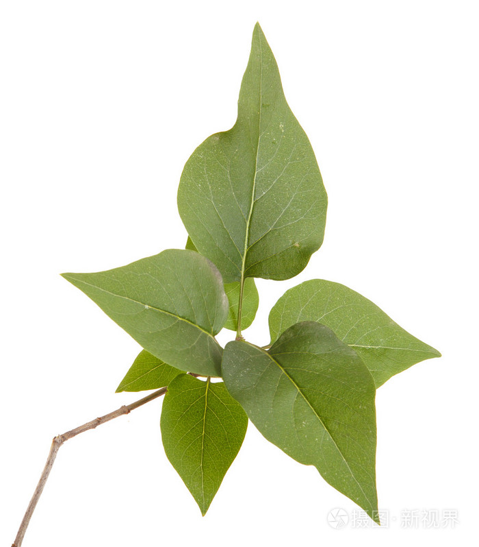 绿色丁香叶白色背景上孤立