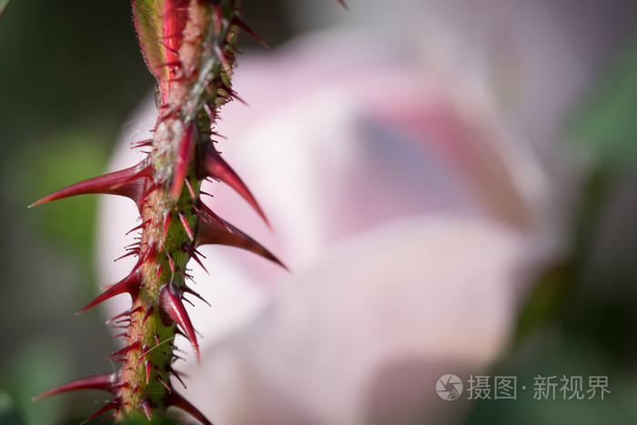 蔷薇和荆棘的茎