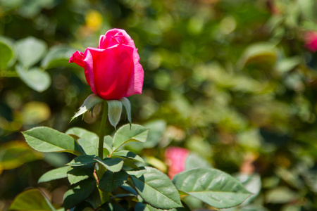 皇宫花坛里的粉红色玫瑰. 花园背景下花瓣娇嫩的花朵照片